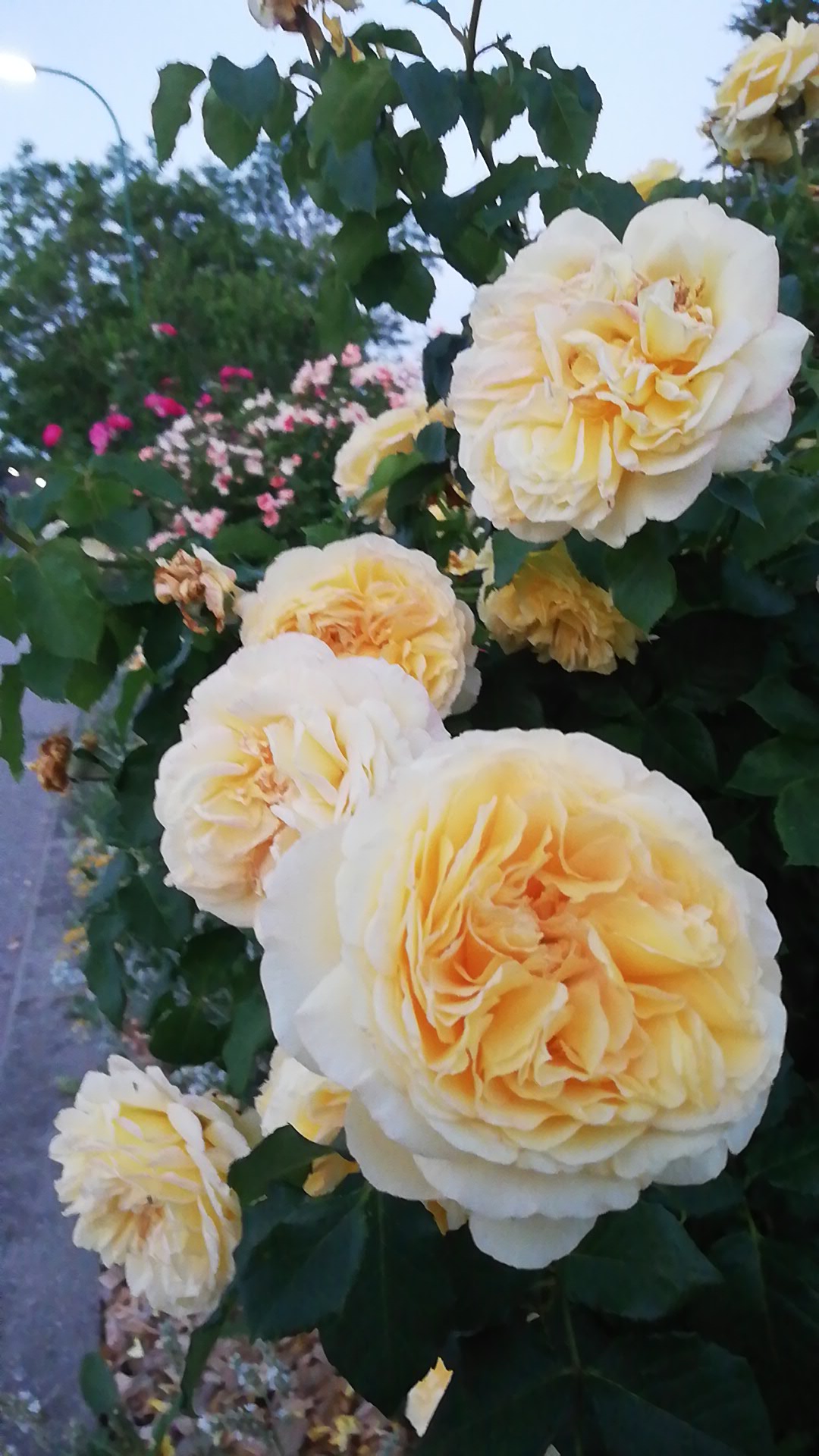 Garten 1