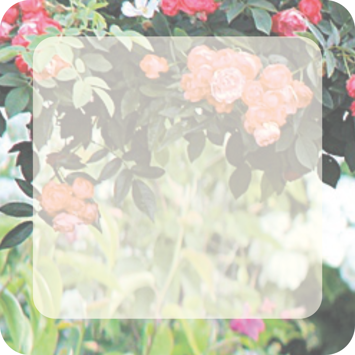 Image by かみかみ するめ from Pixabay