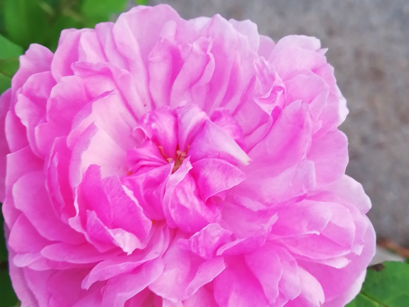 Sidonie Remontantrose