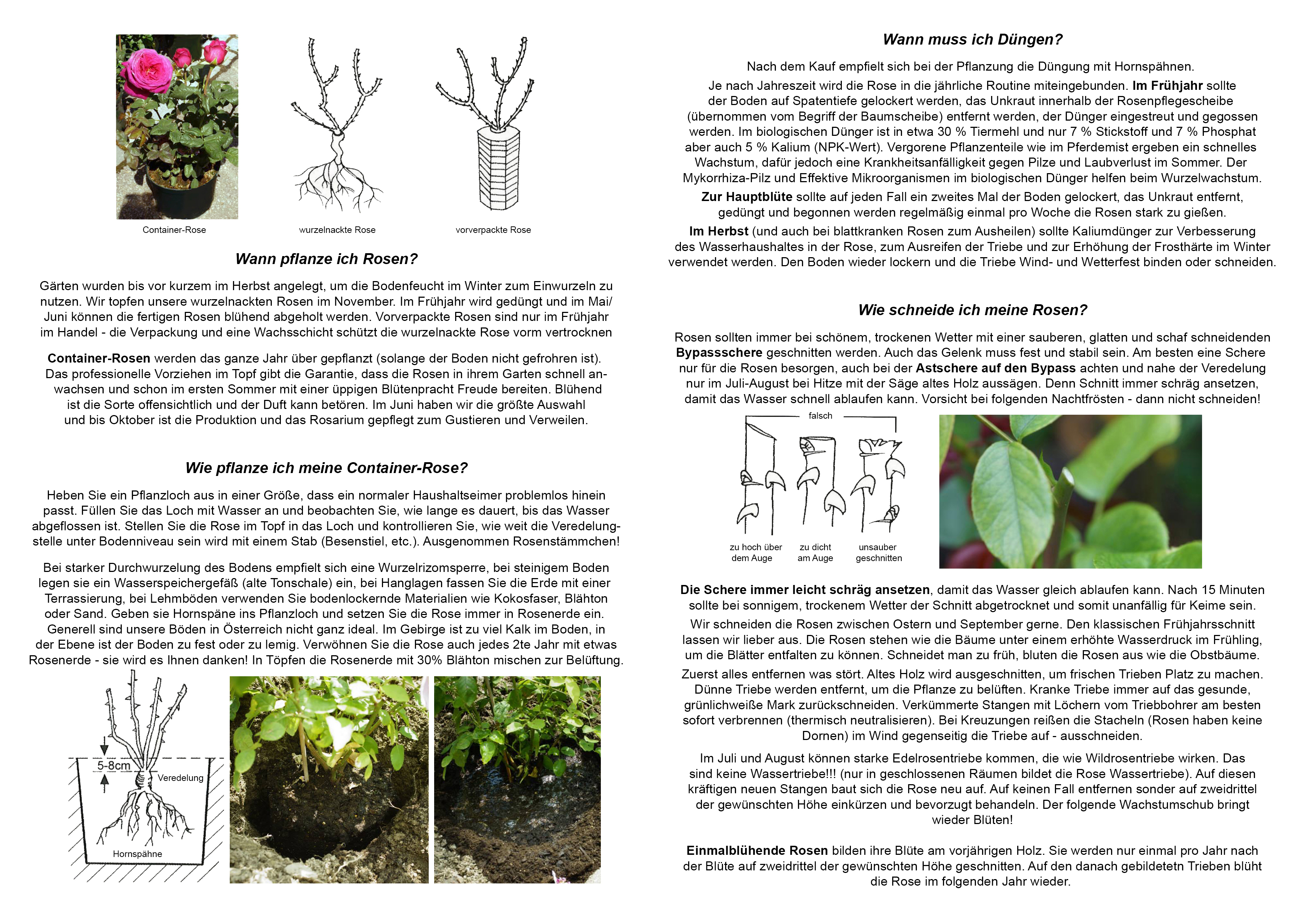 Rosenpflege Innenseite